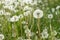 Fuzzy white dandelion seed-heads with floaties in a meadow