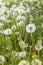 Fuzzy white dandelion seed-heads with floaties in a meadow