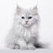 Fuzzy White Kitten In Serene Monochromatic Background
