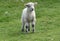 Fuzzy White Lamb Standing in a Grass Field