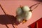 Fuzzy white single cotton boll Gossypium hirsutum on a pink light background. Red backdrop. Composition