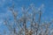 Fuzzy white Willow buds on a blue sky