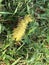 Fuzzy Yellow America Dagger Moth Caterpillar - Acronicta americana