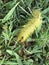 Fuzzy Yellow America Dagger Moth Caterpillar - Acronicta americana