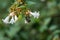 Fuzzy Yellow Bee on a Small White Flower in the Summer