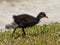 Fuzzy young moorhen