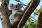 A fuzzy young wild koala in a gum tree in Australia