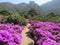 Fygies  in their abundance Castle Rock Kirstenbosch