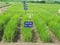 FYM and Vermicompost Agriculture Paddy field trail SRI rICE IN DIFFRENT PLOTS in India on multilocation by Researchg scholar