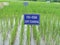 FYM and Vermicompost Agriculture Paddy field trail SRI rICE IN DIFFRENT PLOTS in India on multilocation by Researchg scholar