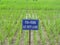 FYM and Vermicompost Agriculture Paddy field trail SRI rICE IN DIFFRENT PLOTS in India on multilocation by Researchg scholar