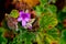 Fynbos endemic cape flora at table mountain