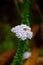 Fynbos endemic cape flora at table mountain