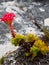 Fynbos endemic cape flora at table mountain