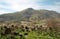 Fynbos flora, Cape of Good Hope Nature Reserve, South African Re