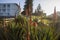 Fynbos flower receiving the rays of the sun in the South African town of Hermanus, this plant is used as a medicinal plant native