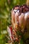 fynbos landscape, proteas, restios and ericas in the natural beauty of the western cape, south africa