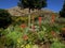 Fynbos and Succulent garden