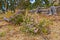 Fynbos in Table Mountain National Park, Cape of Good Hope, South Africa. Closeup of scenic landscape environment with