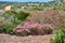 Fynbos in Table Mountain National Park, Cape of Good Hope, South Africa. Closeup of scenic landscape environment with