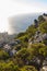 Fynbos vegetation at the top of Table Mountain 1