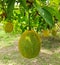 Gáº¥c Gac fruit, hanging in a farm, green yellow when unripened, is a perennial melon grown in mainly Southeast Asian countries