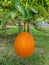 Gáº¥c Gac, hanging bright vivid reddish orange in farm, is a perennial melon vine plant grown mainly in Southeast Asian countries