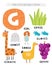 G letter objects and animals including giraffe, girl, goose, grape, ghost, gloves. Learn english alphabet, letters