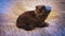 A gA gray domestic cat lies on the bed in the room and looks away