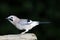 Gaai, Eurasian Jay, Garrulus glandarius