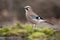 Gaai, Eurasian Jay, Garrulus glandarius