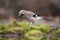 Gaai, Eurasian Jay, Garrulus glandarius