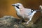 Gaai, Eurasian Jay, Garrulus glandarius