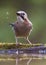 Gaai, Eurasian Jay, Garrulus glandarius