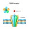 GABA receptor structure