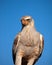 Gabar Goshawk