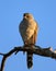 Gabar Goshawk perched on branch