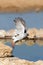 Gabar Goshawk taking flight at a waterhole