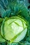 Gabbage head closeup. Greeen vegetables background.