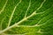 Gabbage Leaf Close Up