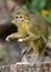 The Gabon talapoin (Miopithecus ogouensis)