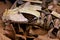 Gaboon viper