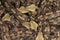 Gaboon viper / Bitis gabonica