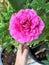 Gabriel Oak rose,English plant species