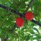 Gac or baby jack fruit on tree