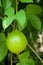 Gac fruit green tree, sweet tropical