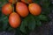 Gac fruit or momordica or sweet gourd