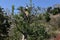 A gadener pruning the bayberry tree in the park.