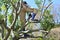 A gadener pruning the bayberry tree in the park.