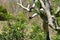 A gadener pruning the bayberry tree in the park.